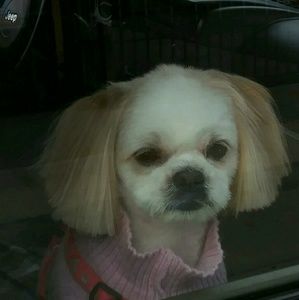 Meet your Posher, Carmen